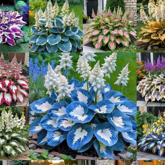 Shade-Tolerant & Cold-Hardy Hosta Flower Seeds | Ornamental Garden Seeds for Indoor & Outdoor Planting